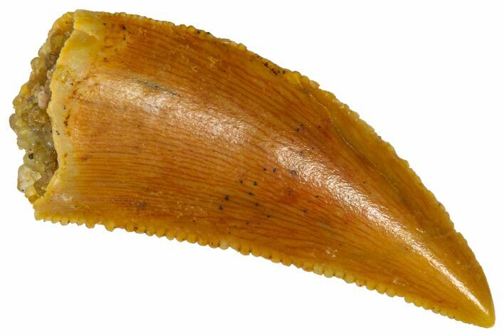 Serrated Raptor Tooth - Real Dinosaur Tooth #361053